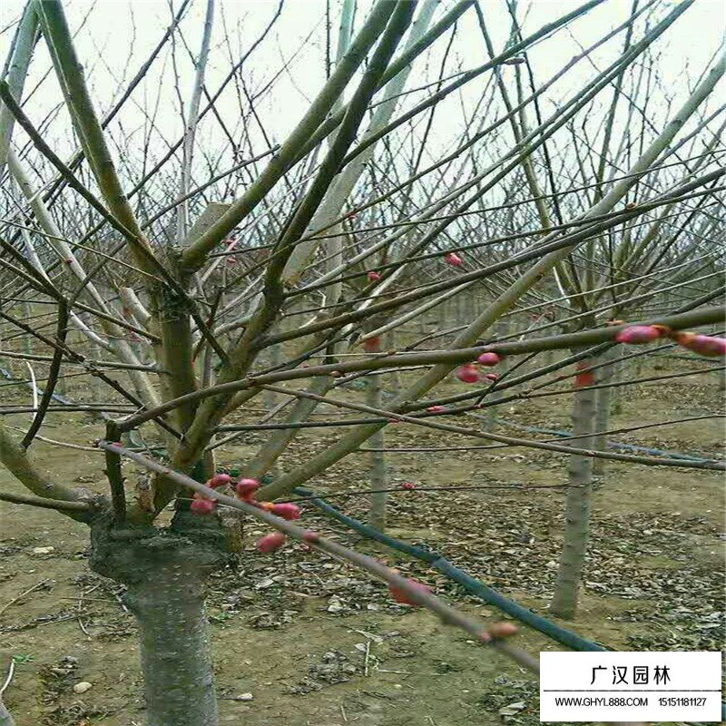紅梅
