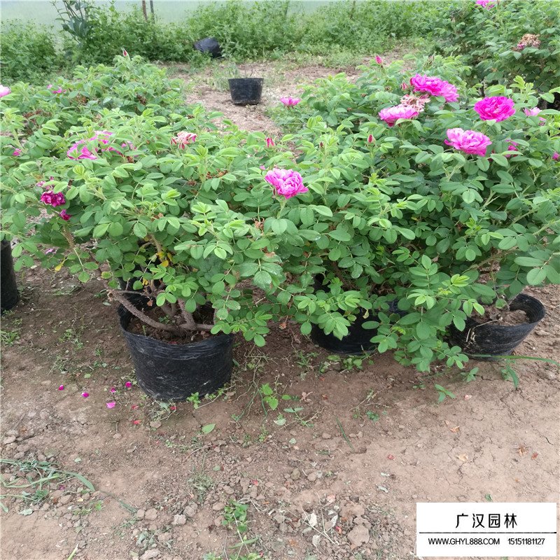月季花