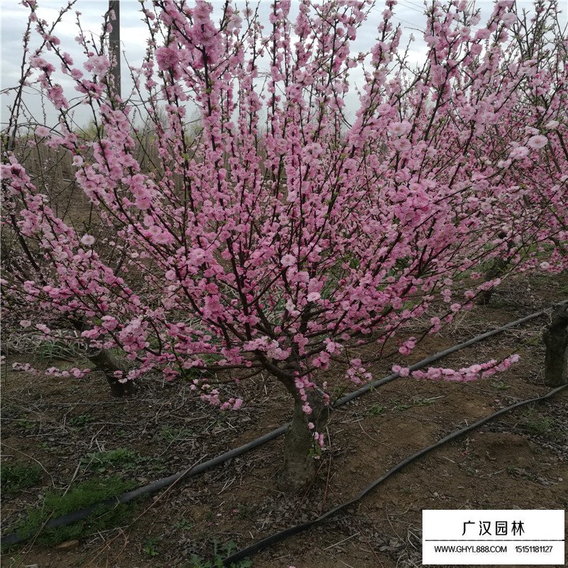 榆葉梅