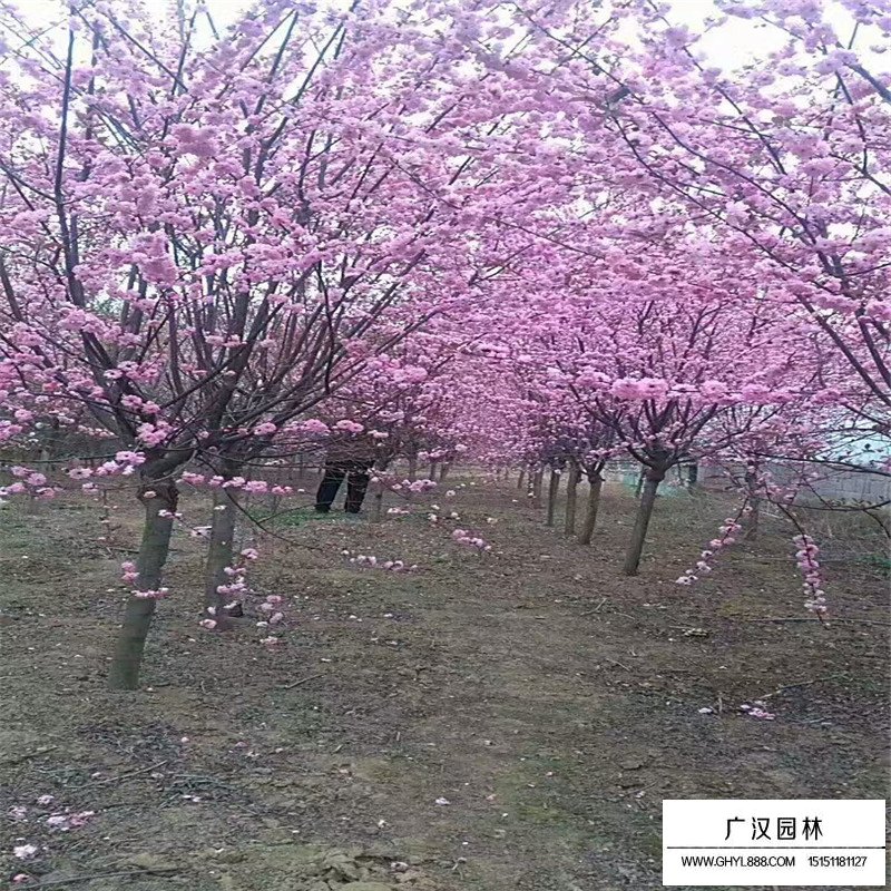 榆葉梅種植基地