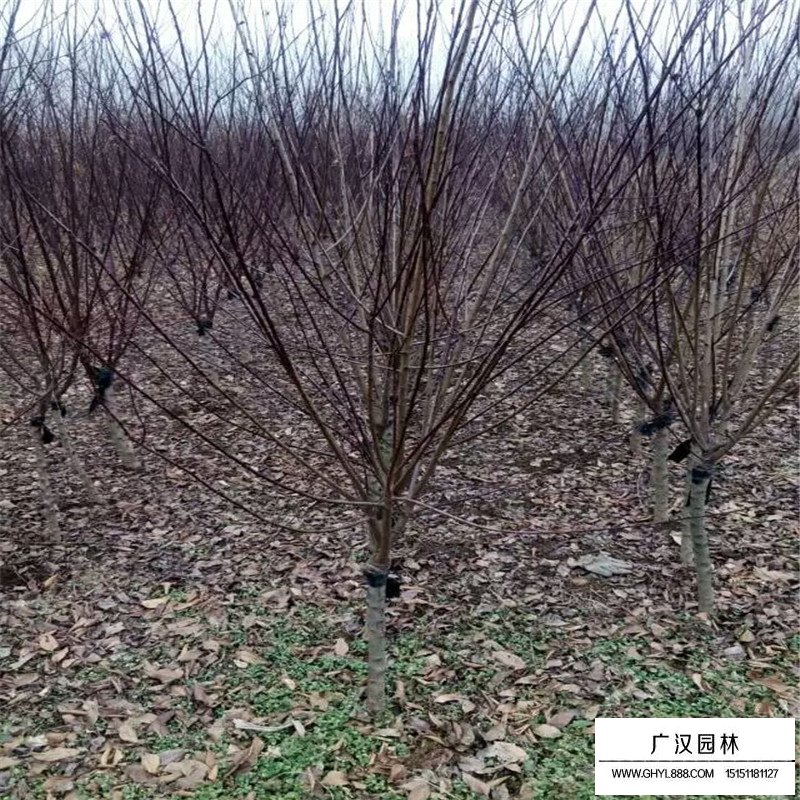 榆葉梅種植基地