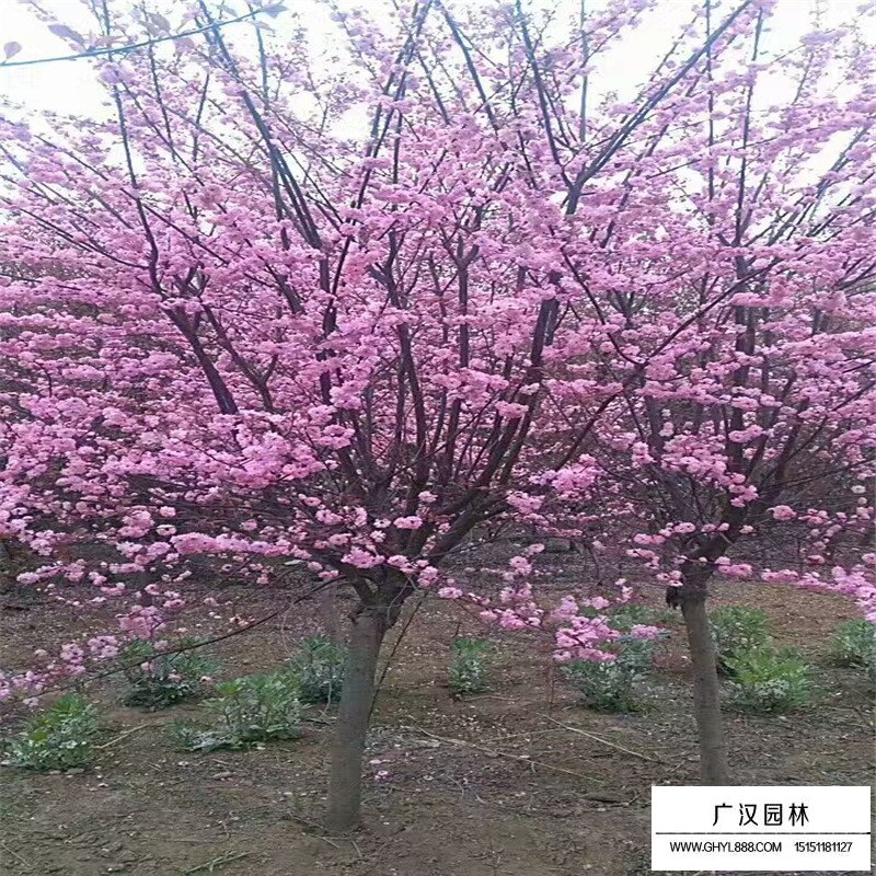 榆葉梅苗木報價