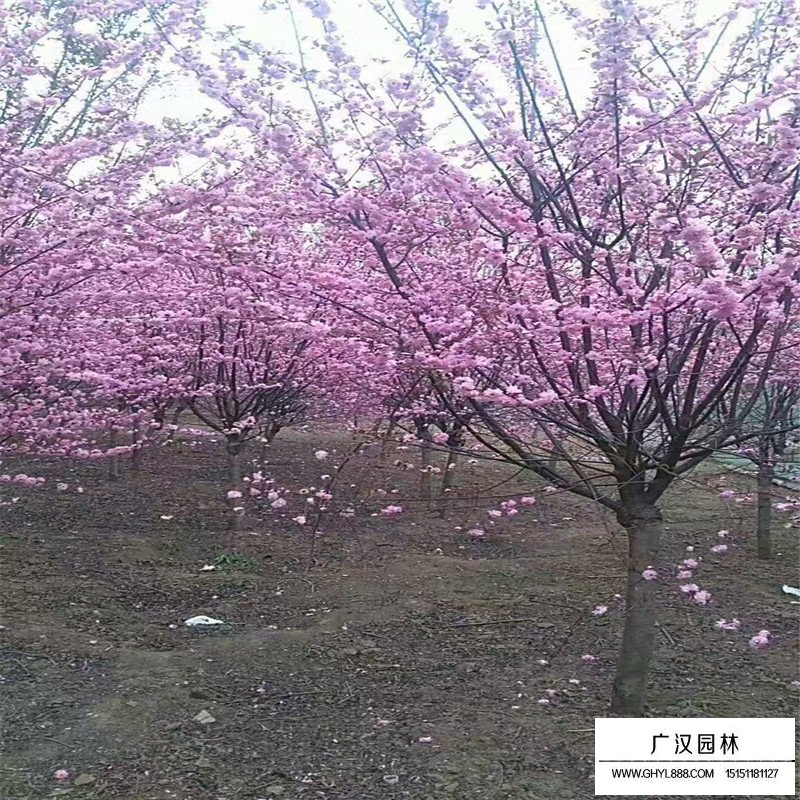 榆葉梅花期