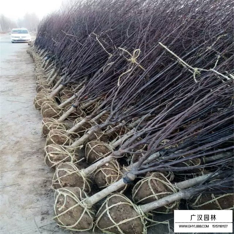 榆葉梅栽培