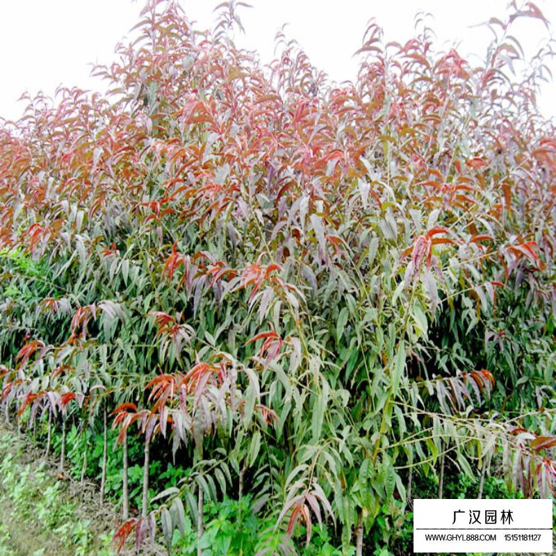 碧桃葉片