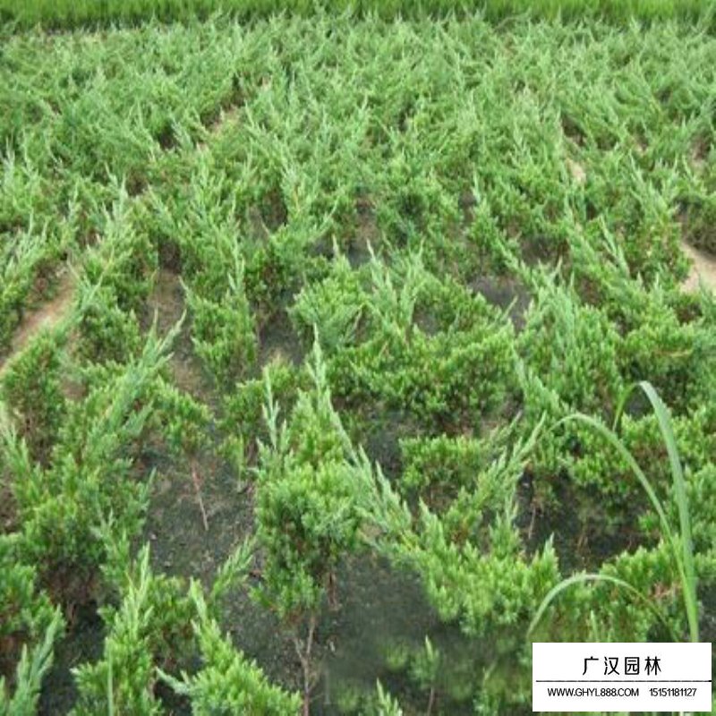 鋪地柏