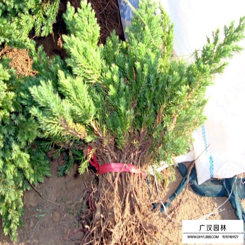 鋪地柏