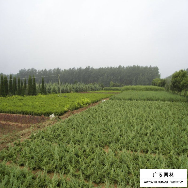 沙地柏