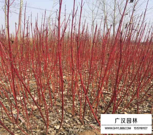 紅端木