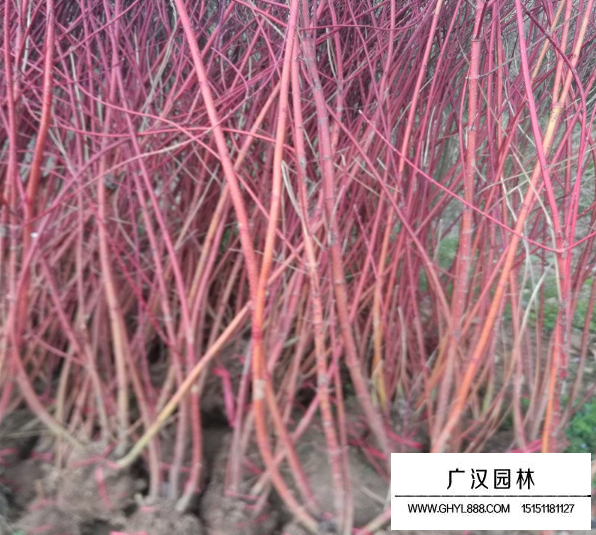 紅端木