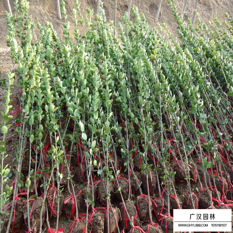 北海道黃楊樹
