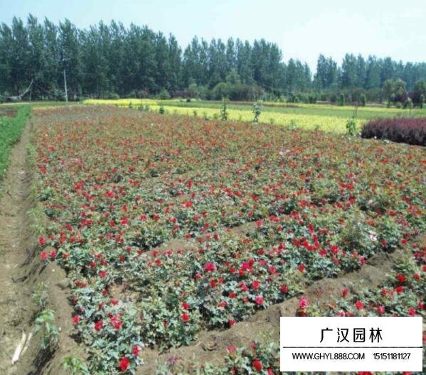 紅帽月季花苗木