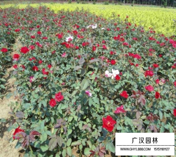 紅帽月季花苗木