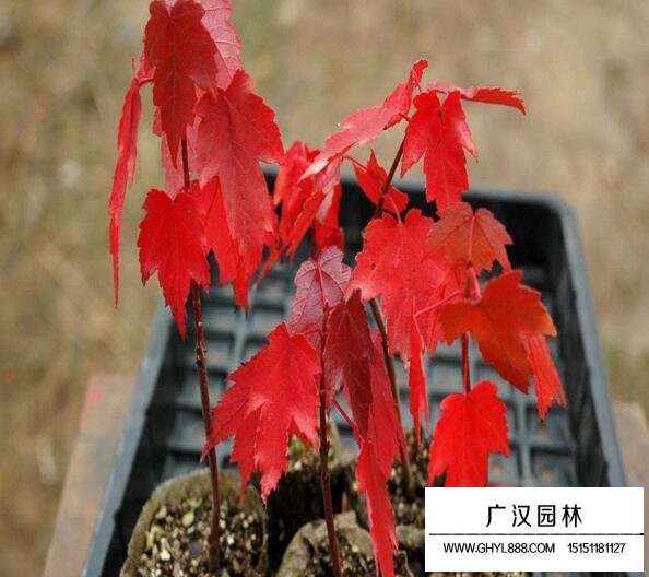 美國紅楓