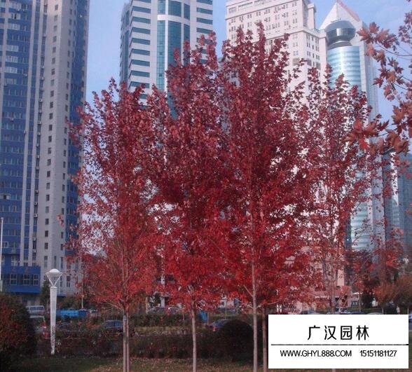 美國紅楓