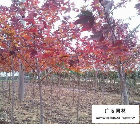 美國紅楓