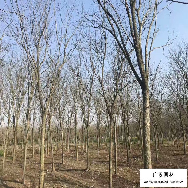 國槐