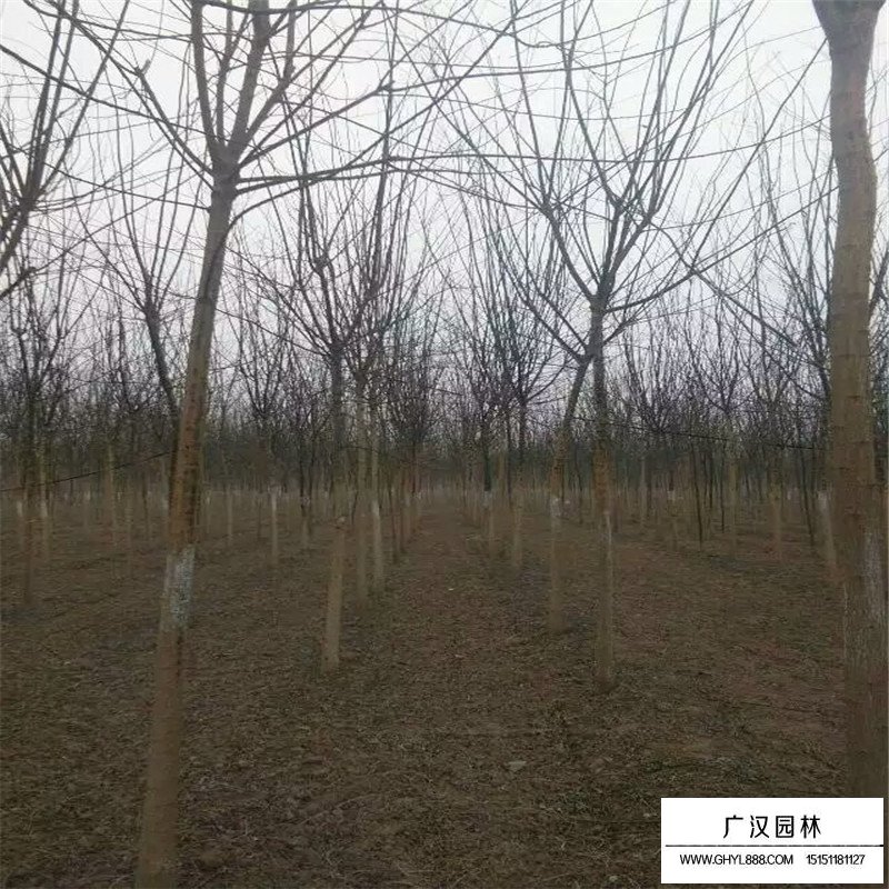 國槐