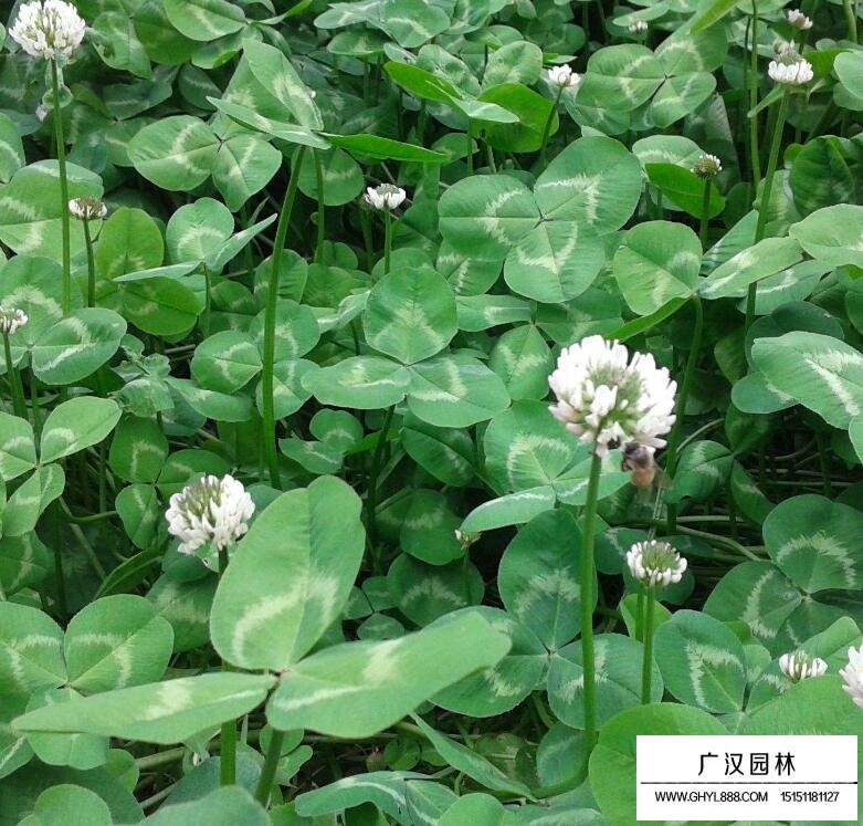 白三葉