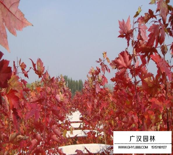美國紅楓