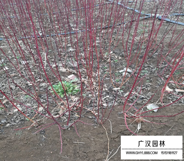 紅瑞木