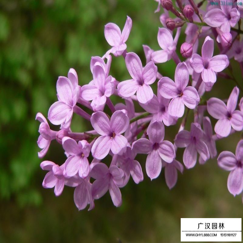 暴馬丁香
