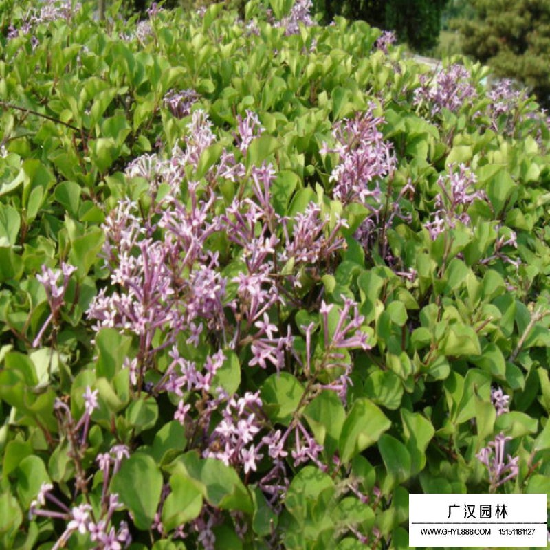 暴馬丁香