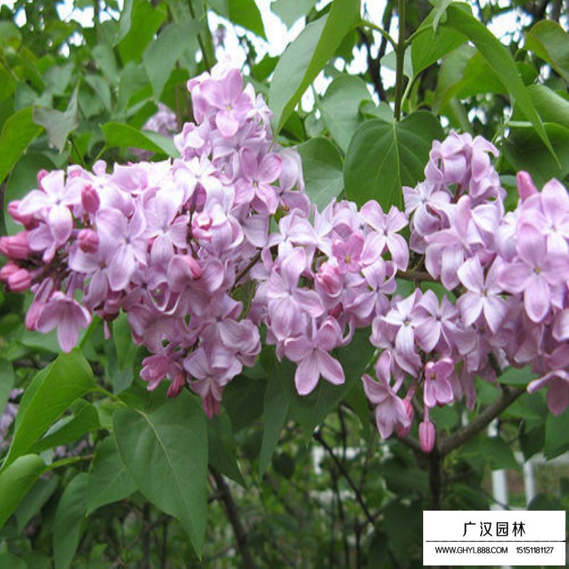 暴馬丁香