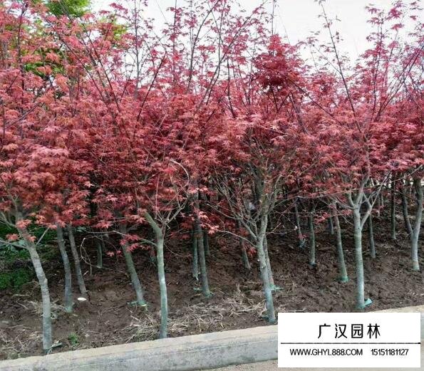 紅楓