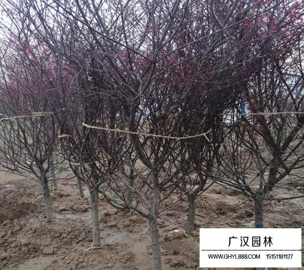 紅楓種植基地