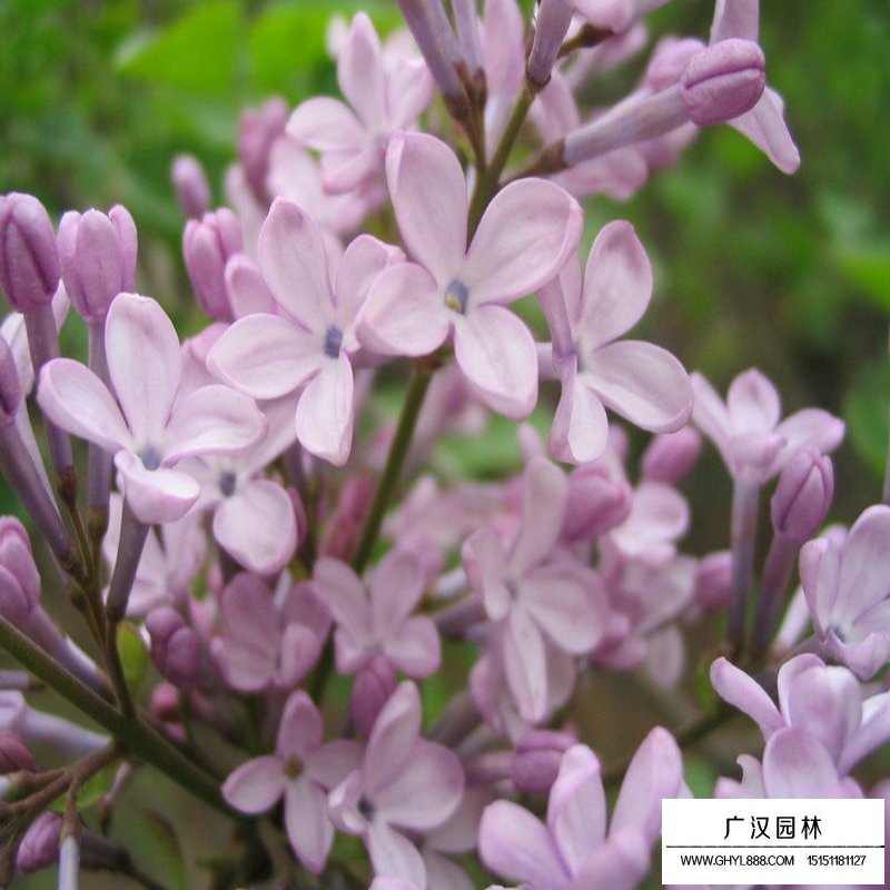 暴馬丁香