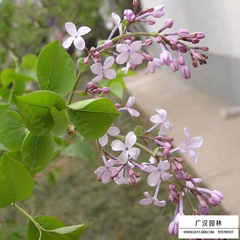 暴馬丁香
