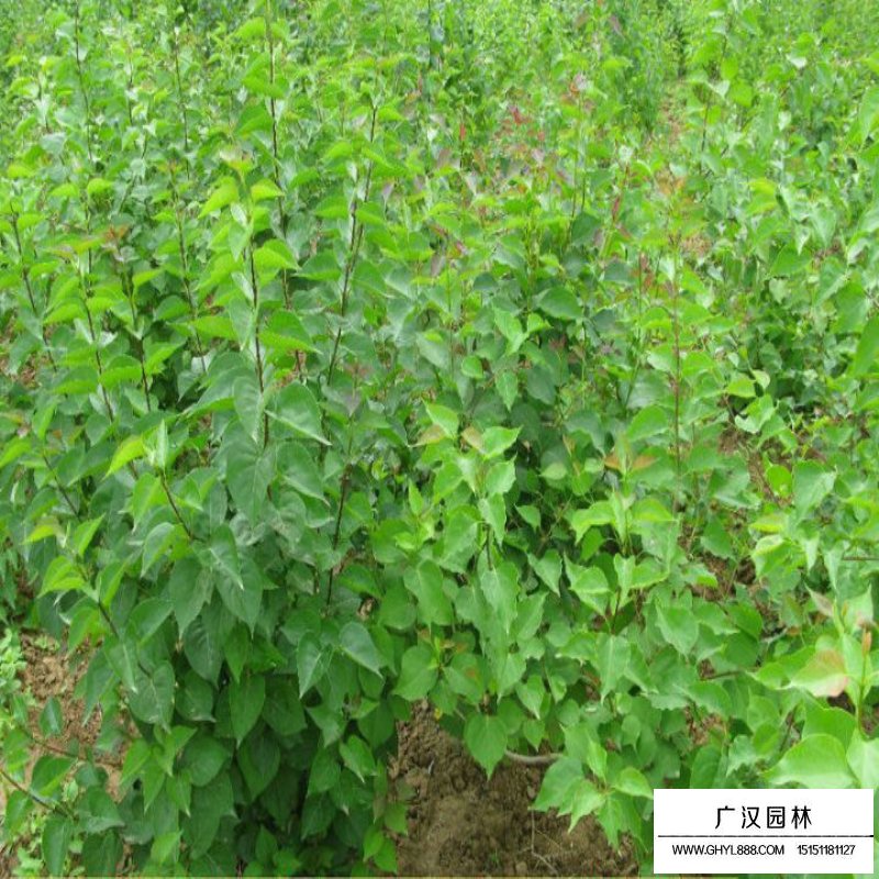 暴馬丁香