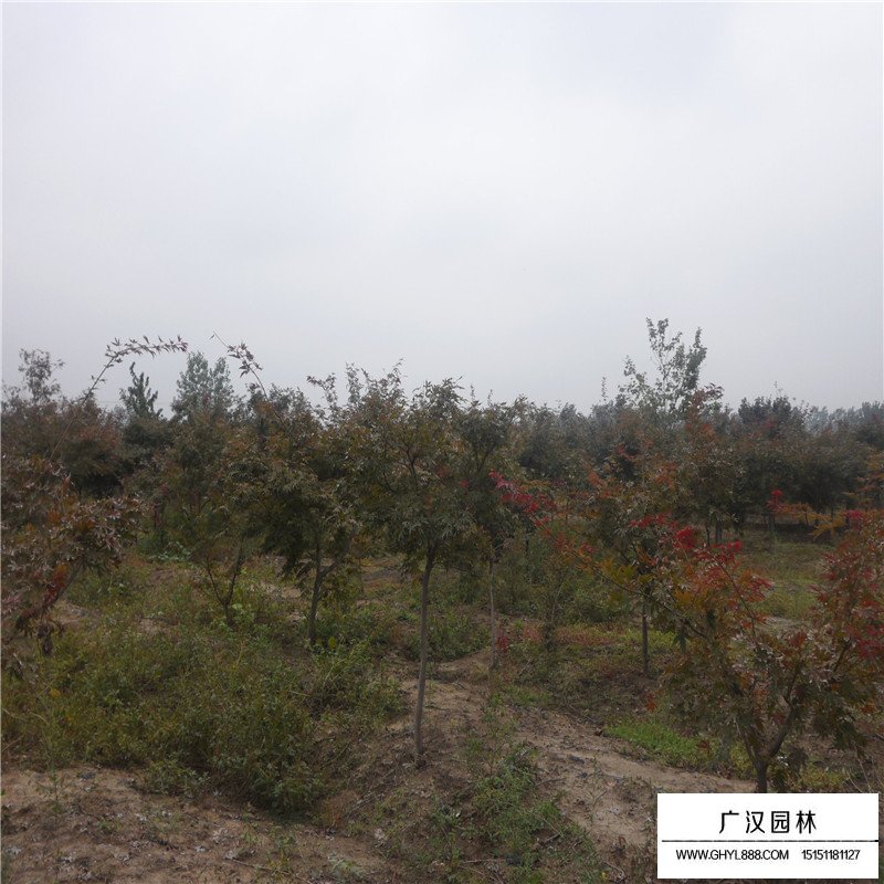 紅楓