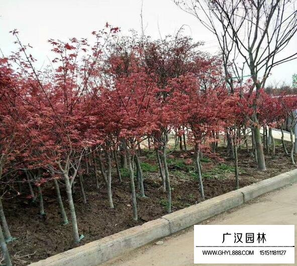 中國紅楓
