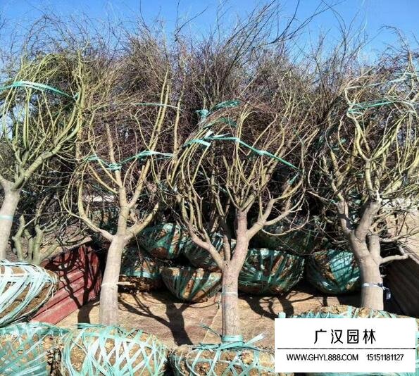 中國紅楓