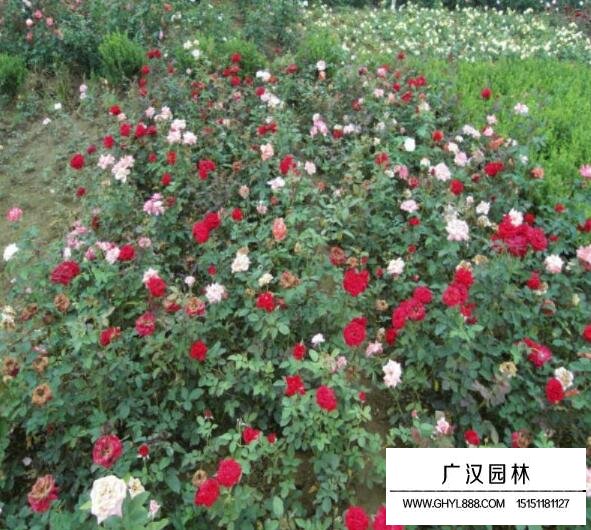 紅帽月季苗木