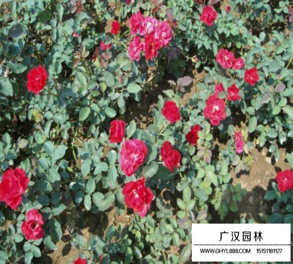 紅帽月季種植技術