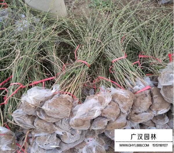 迎春花價格