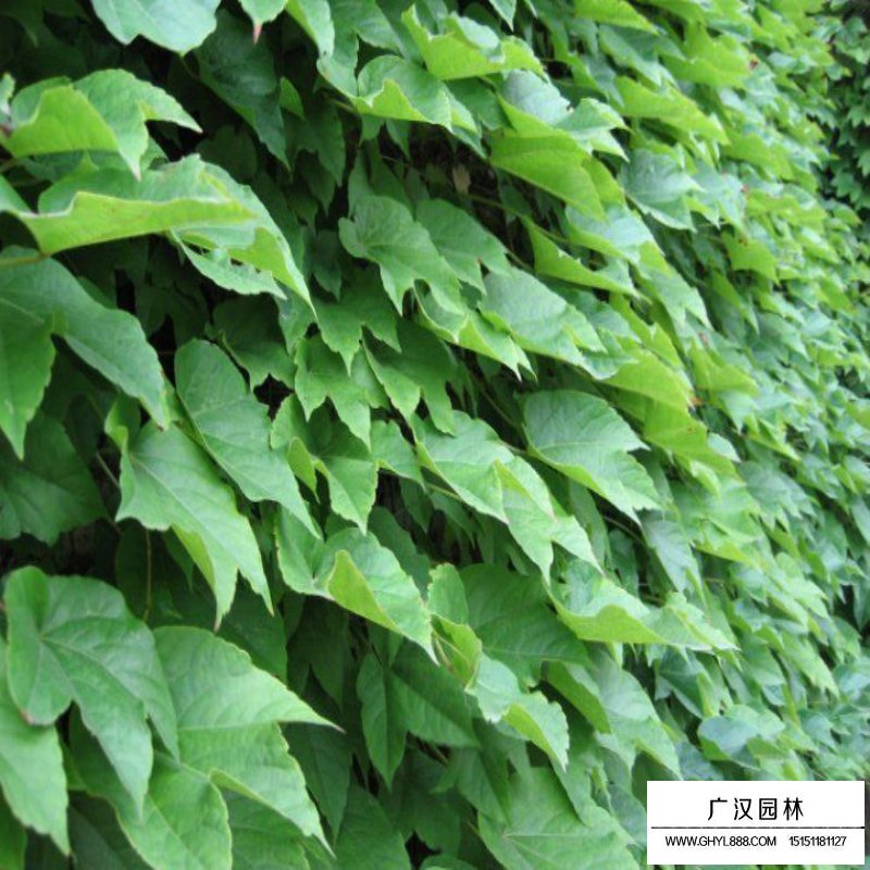 爬山虎的價格