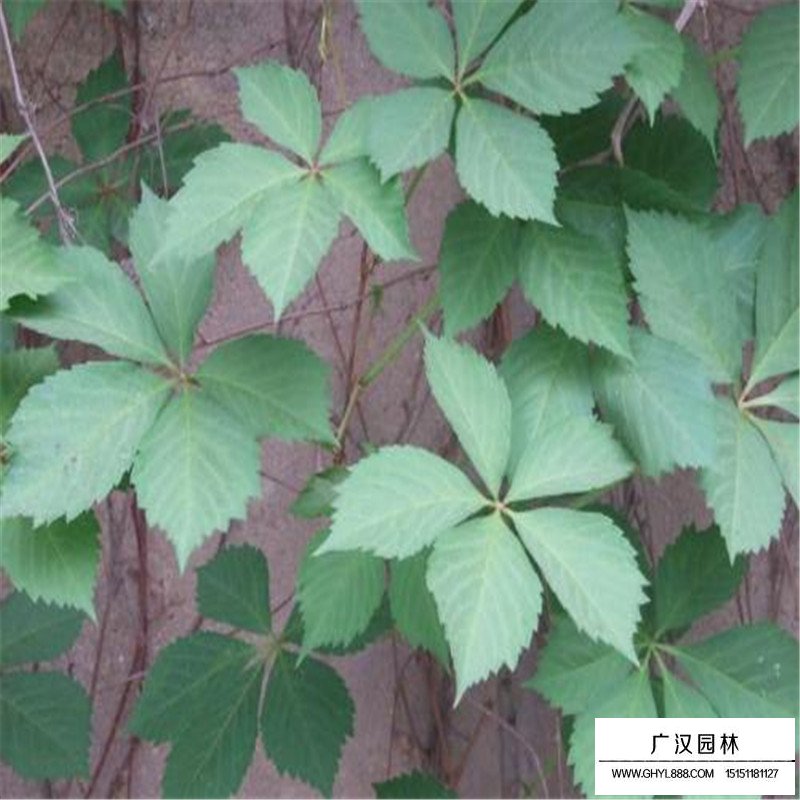 爬山虎的價格