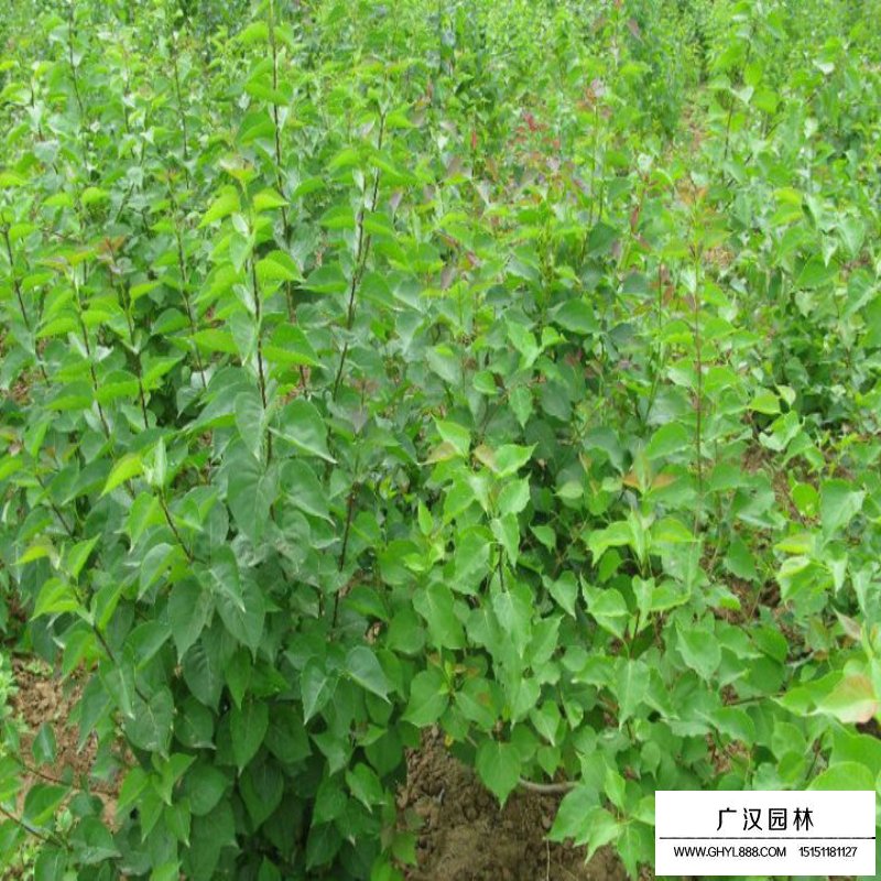 暴馬丁香樹苗