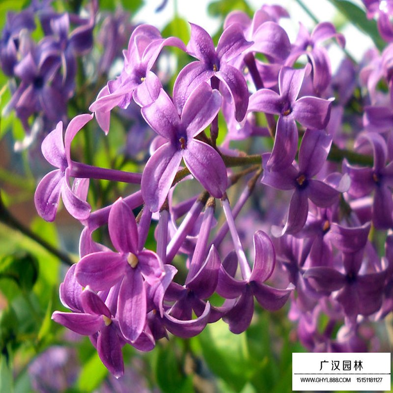 暴馬丁香樹