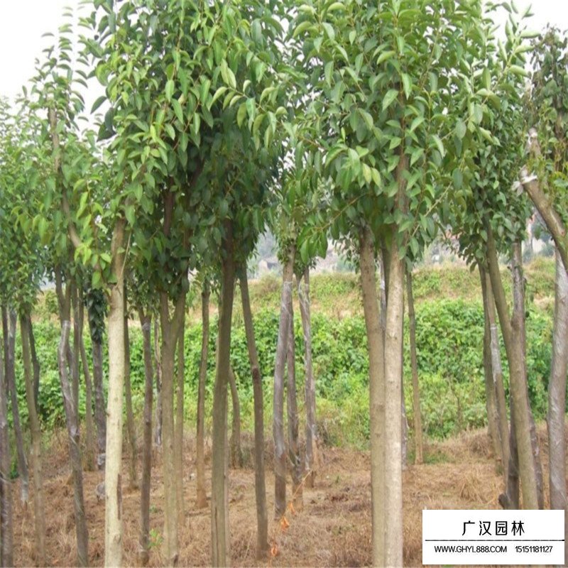 獨桿女貞 