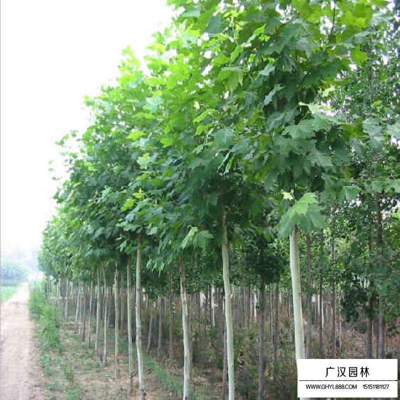法國梧桐