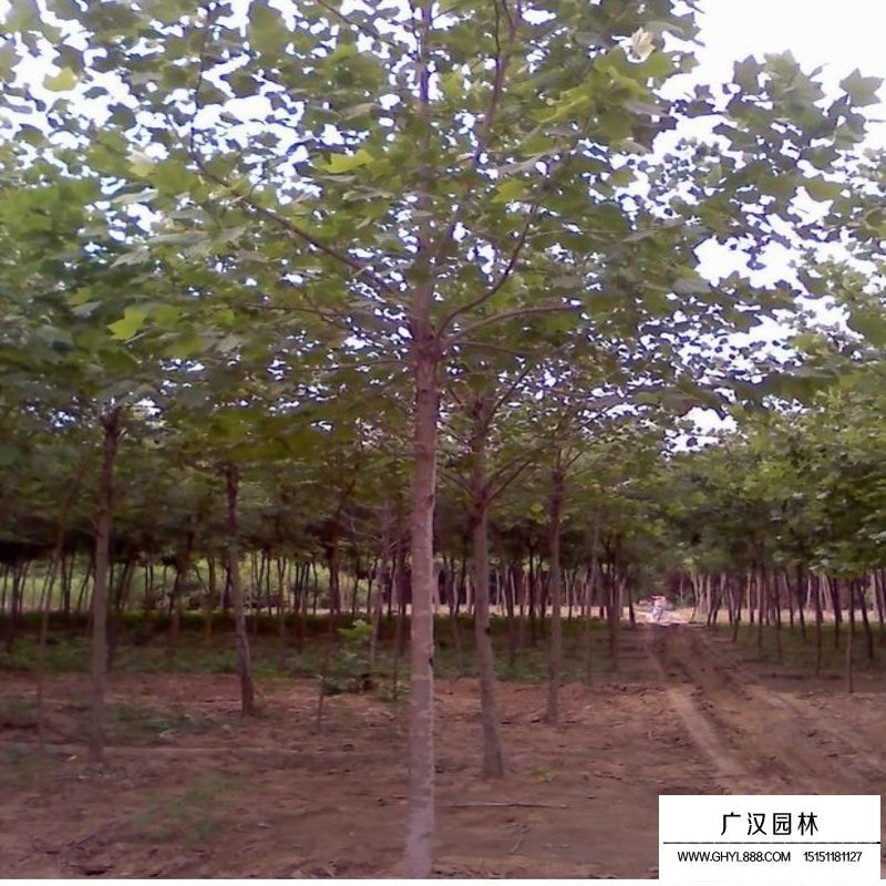 法國梧桐