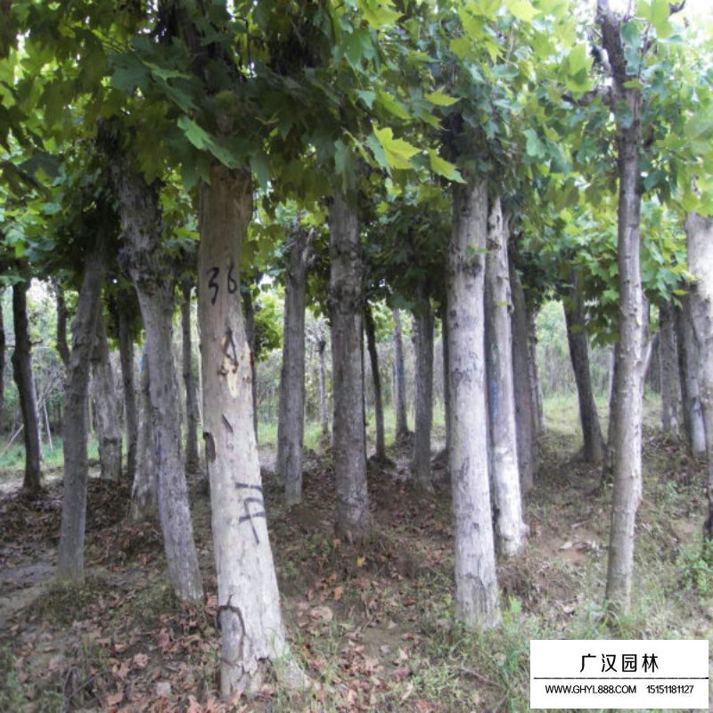 法國梧桐
