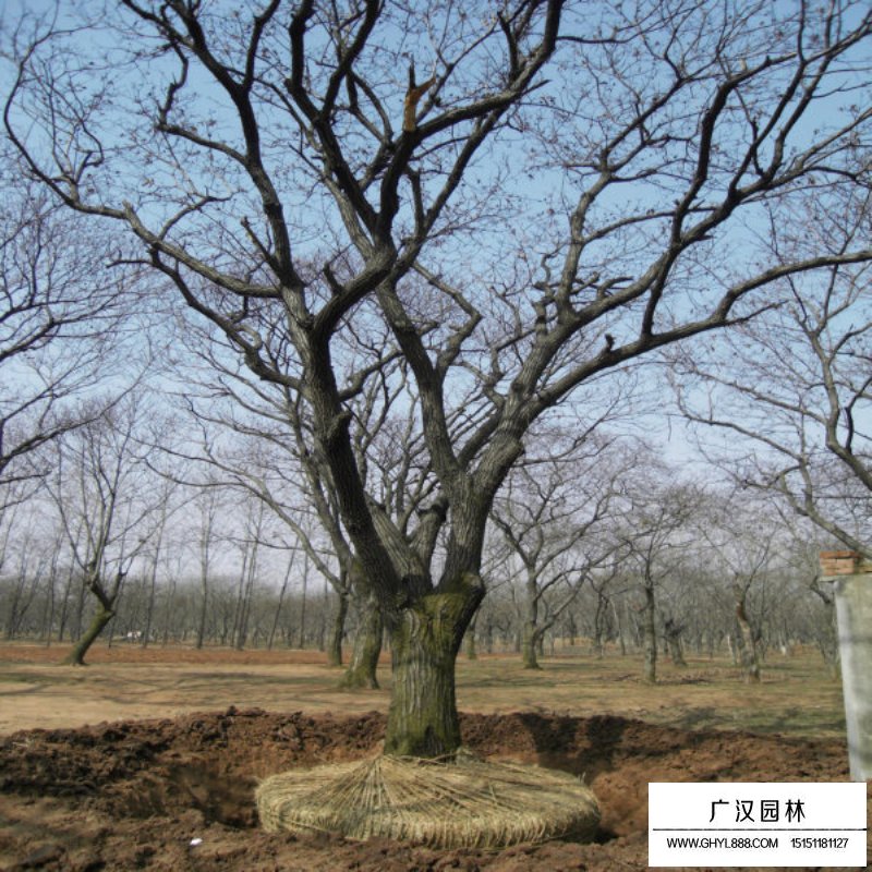 板栗樹