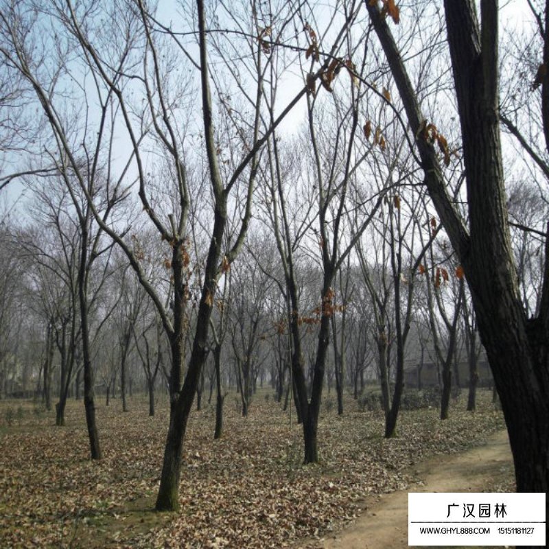 板栗樹