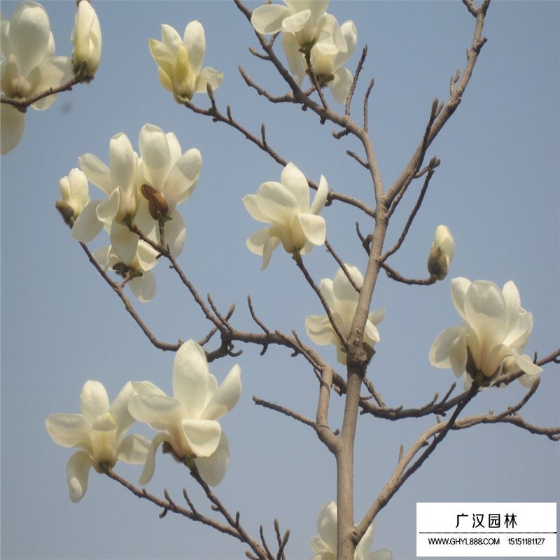 白玉蘭